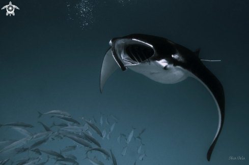 A Reef Manta Ray