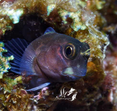 A Escenius bicolors  | Blenny 