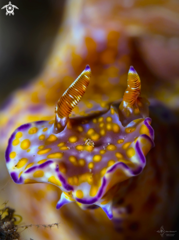 A Nudibranch