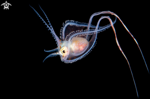 A Blanket Octopus