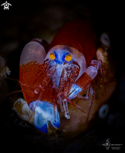 A Snapping Shrimp