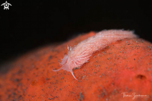 A Nudibranch 