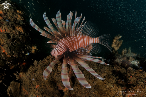 A Pterois volitans | Lionfish