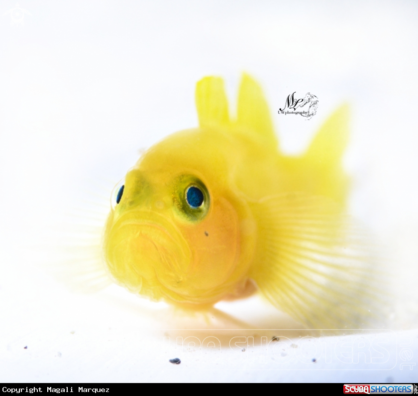 A Yellow Gobyfish