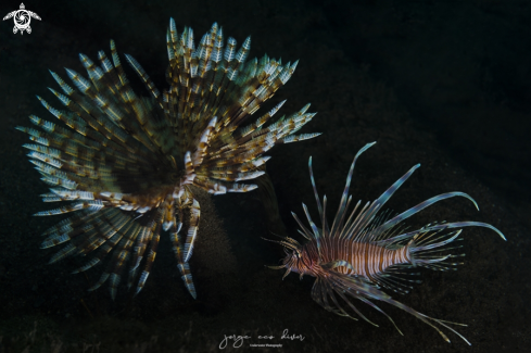 A pterois volitans & Sabellastarte magnifica | Lionfish & Magnificent feather duster worm