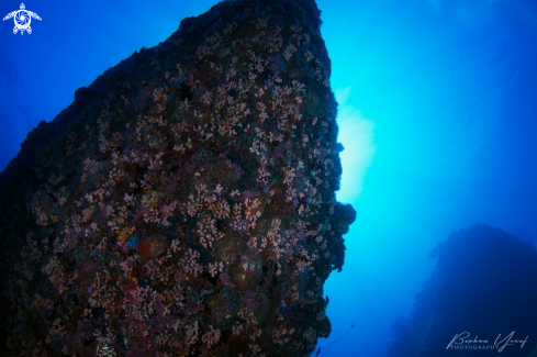 A Underwater Rock