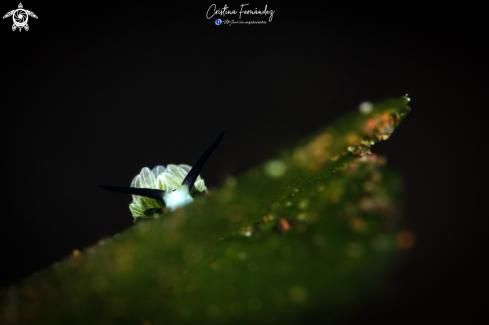 A Nudibranch