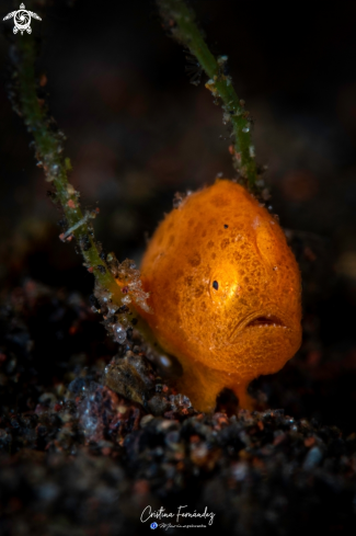 A Frogfish