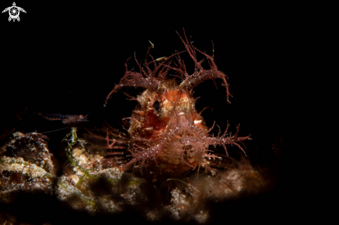 A Ambon scorpionfish