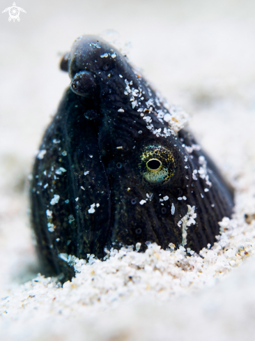 A Longfin Snake Eel