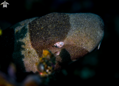 A Brown-Banded Bamboo Shark 