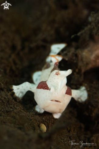 A Frogfish 