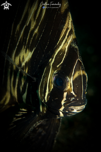 A Platax batavianus (Juvenile) | Bat fish