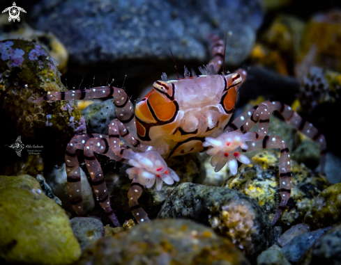 A Pom Pom Crab