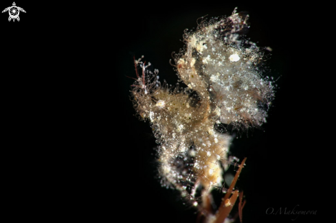 A Hairy shrimp  (Phycocaris simulans)