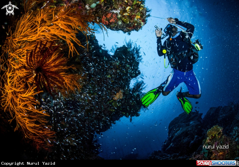 A Reef, Diver and Glass fish