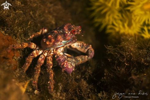 A Damithrax hispidus | Coral crab