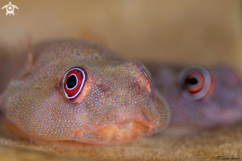 A Papillate Clingfish