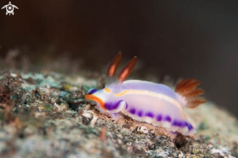 A Nudibranch 