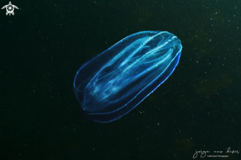 A Comb Jelly, ctenophore