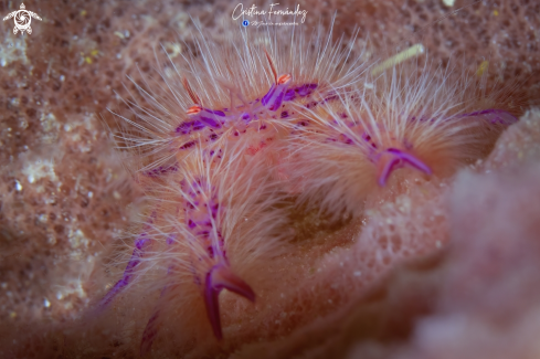 A Lauriea siagiani | Squat lobster