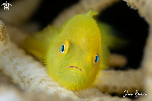A Yellow coral goby
