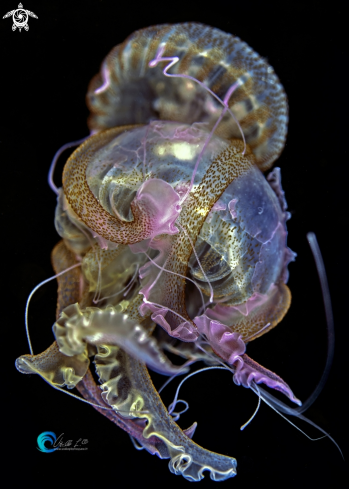 A Pelagia noctiluca Jellyfish