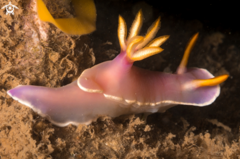 A Hypselodoris Bullokii