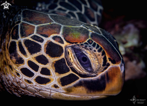 A Chelonia mydas (Linnaeus, 1758) | Green Turtle