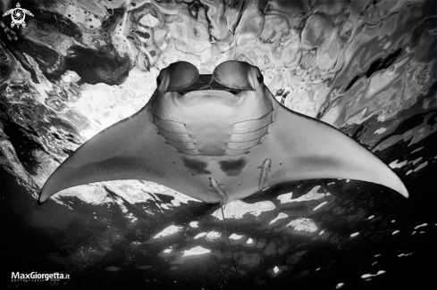 A Manta ray | Manta ray