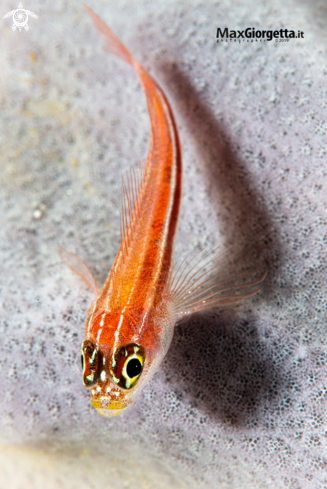 A red goby | red goby