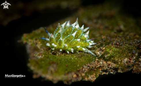 A nudibranch