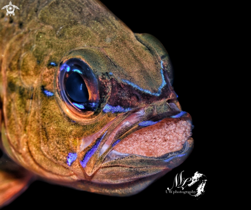 A Ostorhinchus aureus |  Ring tailed Cardinalfish 