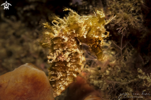 A Hippocampus erectus | Seahorse