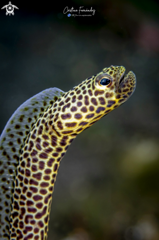 A Garden eel