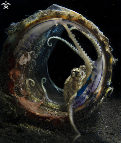 A Amphioctopus marginatus 