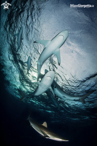 A silk shark