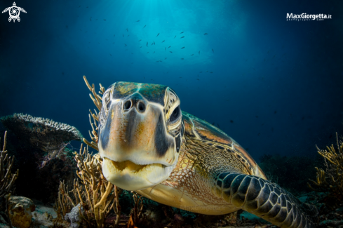 A marine turtle | marine turtle