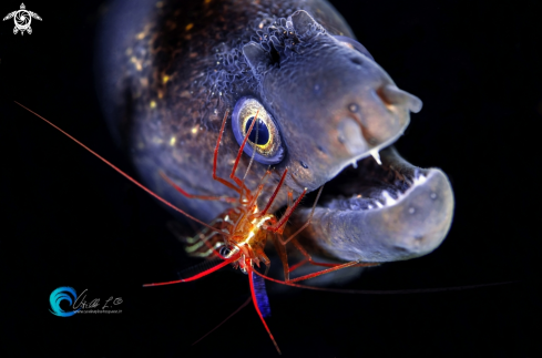 A Murena mediterranea (Muraena helena) con (gamberetto Lysmata seticaudata). | Murena mediterranea con gamberetto Lysmata seticaudata