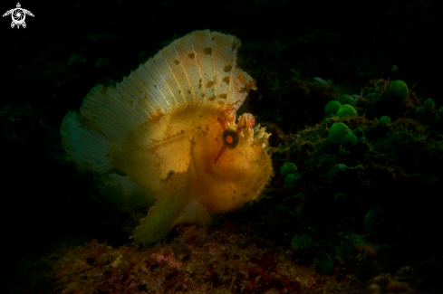 A  Taenianotus triacanthus | SCORPIONFISH