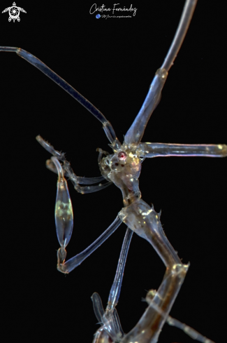 A Skeleton shrimp