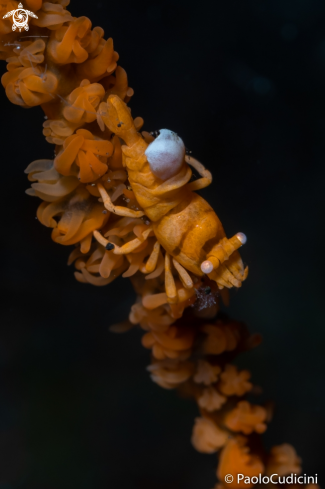 A Whip Coral Shrimp