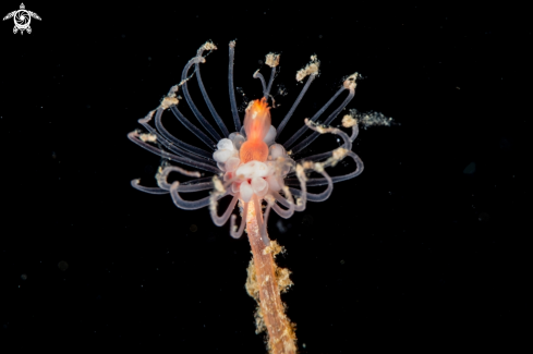 A Tubularia indivisa | Tubularia indivisa