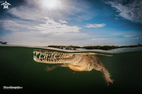 A american crocodile | american crocodile