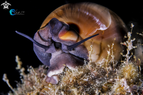 A Luria lurida | Ciprea porcellana