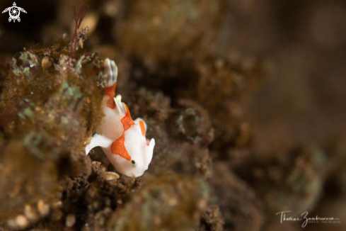 A Frogfish 