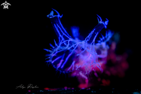 A Melibe Colemani Nudibranch