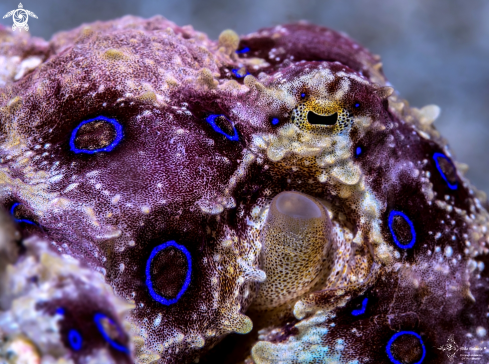 A Hapalochlaena lunulata (Quoy & Gaimard, 1832) | Blue Ring Octopus