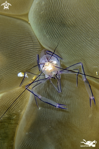 A Vir philippinensis  | Bubble coral shrimp 