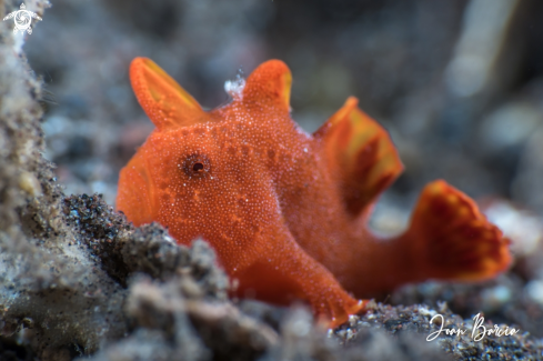 A Antennarius pictus | Orange frogfish